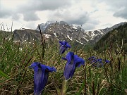 67 Genziana di Koch (Gentiana acaulis) con vista in Corno Branchino-Corna Piana-Pizzo Arera